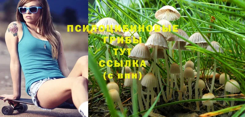 Галлюциногенные грибы Psilocybe  Данков 